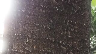 Aesthetic video appearance Mango tree