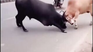 Two Bulls Go Head-to-Head! 😱🔥 | Powerful Animal Battle #shorts