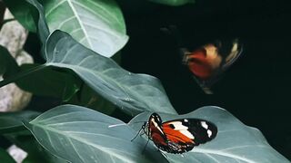 Butterfly 21