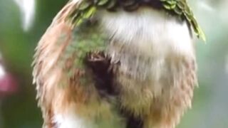Why Hummingbirds Can’t Walk! 🌺 Hummingbird Facts
