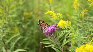 Butterfly is a flying