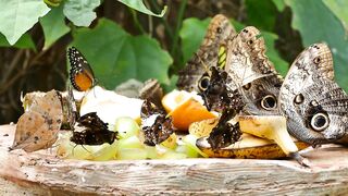 Butterflies have reduced scales.