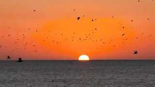 10 seconds of peace…🕊️🧡••(Taken November