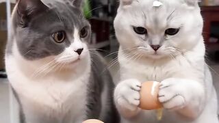 These cats hooooo