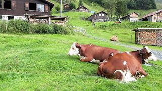 Farm Life in Swiss Countryside – Harvesting Vegetables and Strawberries, Livestock, Chicken farming - Walking the Paradise of Earth