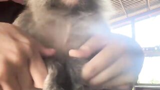 Funny video monkey 3
