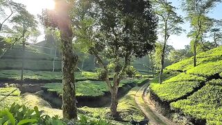 Morning nice view