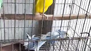 Birds 43