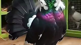 Blended dance 7