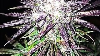 Smoking 6