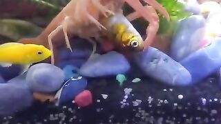 Orange Lobster eating