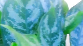 Detrás de la planta