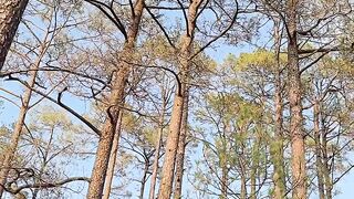 organic beauty of tree