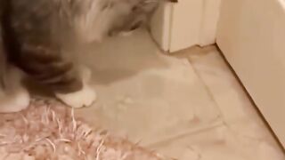 Funny Cat videos