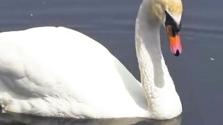 Amazing Swan Facts That Will Surprise You! 🦢 #Shorts