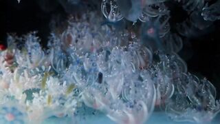 Dense Group of Transparent Jellyfish Floating Underwater in Aquarium 4K