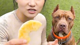 The Pineapple Trick for Dogs