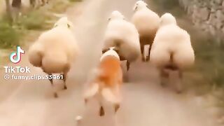 Vídeo engraçado 44