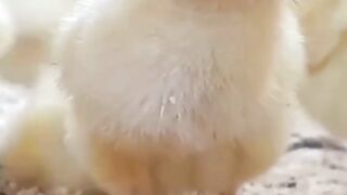How Much Do Chickens & Roosters Cost in America in 2026? 🐔💰 #Shorts
