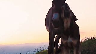 How Much Is a Donkey Worth in 2026? 🫏💰 #Shorts