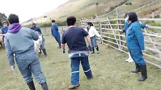 Curación de alpacas