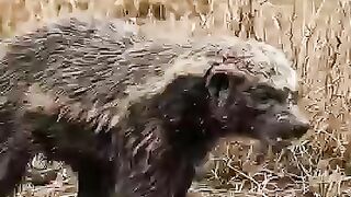 Honey badger 🦡