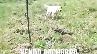 Vídeo engraçado 64