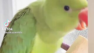 So Cute Parrot 6
