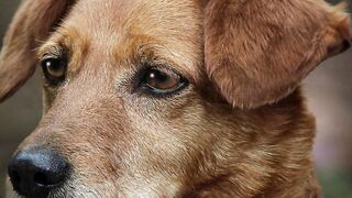 ✅A Melodia Mais Poderosa do Mundo para Seu Pet Dormir