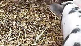 Amazing Pig & Hog Facts You Need to Know! 🐷 #Shorts