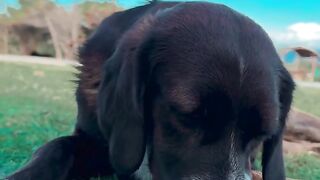 Why Do Dogs Eat Grass and Lick People? The Surprising Truth! 🐶🌱