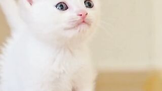 10 Amazing Benefits of Owning a Cat 🐱❤️ #Cats #PetLovers #Shorts