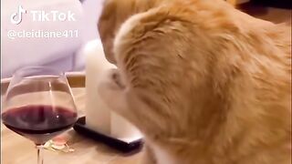 Vídeo engraçado 76