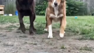 Doggy traying the funny moments