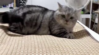 Cute Cat🐱