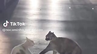 Vídeo engraçado 94