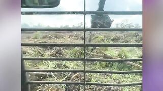 Bikin Nyesek Sepanjang Masa! Hutan Rata dengan Tanah, Momen Seekor Kuskus Termenung Kebingungan di Merauke 😭💔