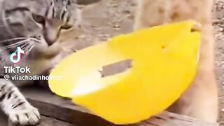 Vídeo engraçado 105