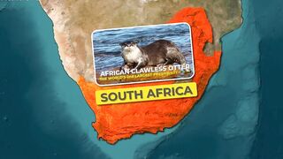 Otters Surfing Waves_ Nature's Funniest Athletes!