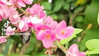 Flower lovers
