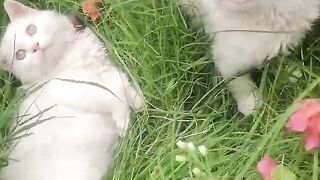 So cute baby kittens