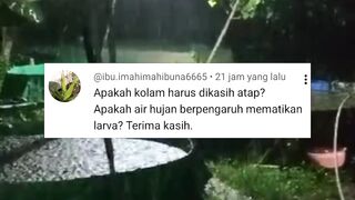Penyebab larva lele MATI jarang oleh AIR HUJAN❗Ini penyebab utamaNYA