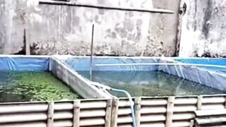 Beda segmen budidaya beda ukuran kolam dan isi ikan lelenya