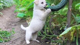 Caught a sneaky little dog