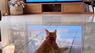 The Cat Thinks It’s Swimming Too! 😂🤣 | Funniest Cat Ever #shorts