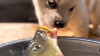 Fish need water, and puppies want meat