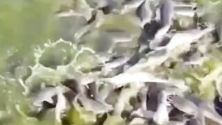 Panduan lengkap berapa ketinggian air kolam pembesaran lele