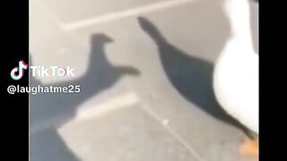 Vídeo engraçado 130