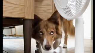 Funny doggy 🤣🤣