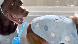 Funny doggy 🤣🤣 2